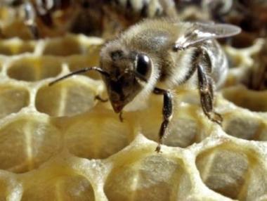 ДФ „Земеделие“ изплати 3,4 млн. лв. на пчелари