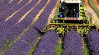 Дават социални помощи на сезонните работници