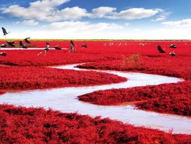 „Природата в опасност“ събра над половин милион гласа