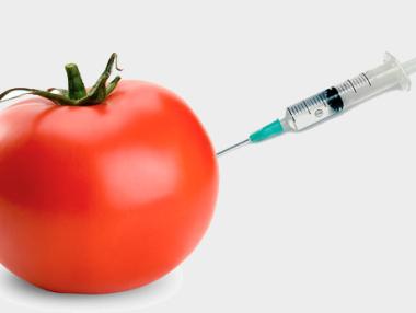 Германия може да забрани ГМО културите