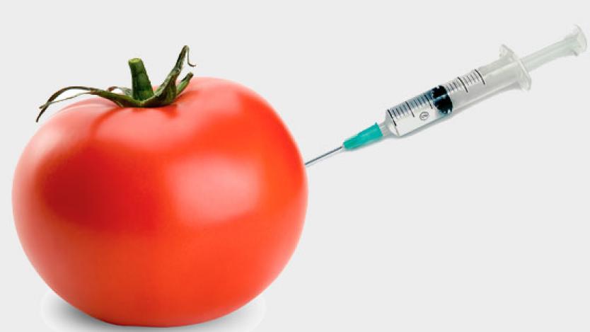 Германия може да забрани ГМО културите