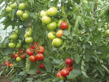 Българи работят като роби срещу 4 евро в Италия