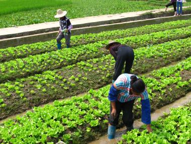 Удължават срока за подпомагане на фермери заради руското ембарго