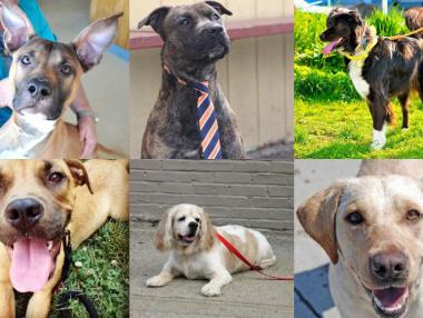 11-те най-добри породи кучета