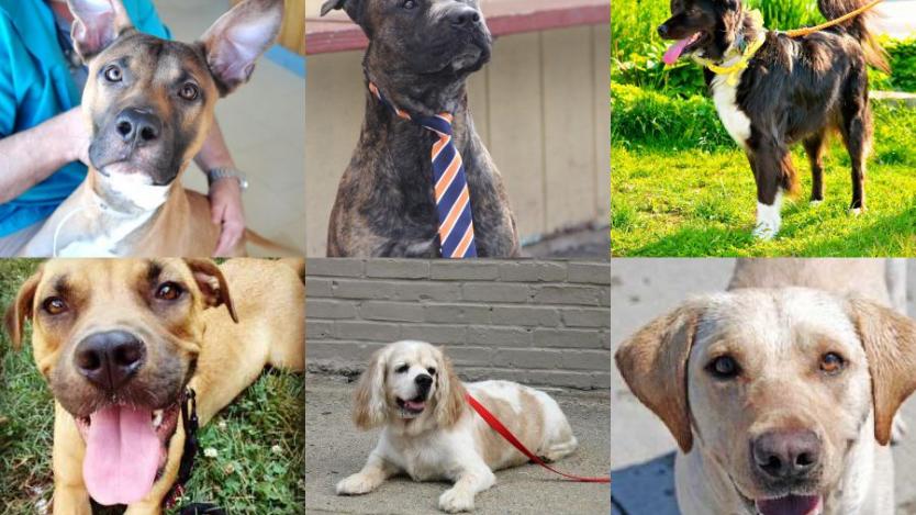 11-те най-добри породи кучета