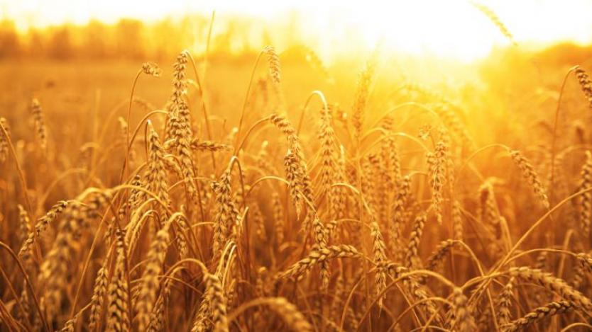 Добивът на пшеница за 2015 г. е 4,6 млн. тона