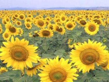 Засега не се очаква ръст на цените на олиото