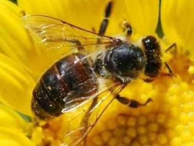 Близо 1500 пчелари ще получат финансиране