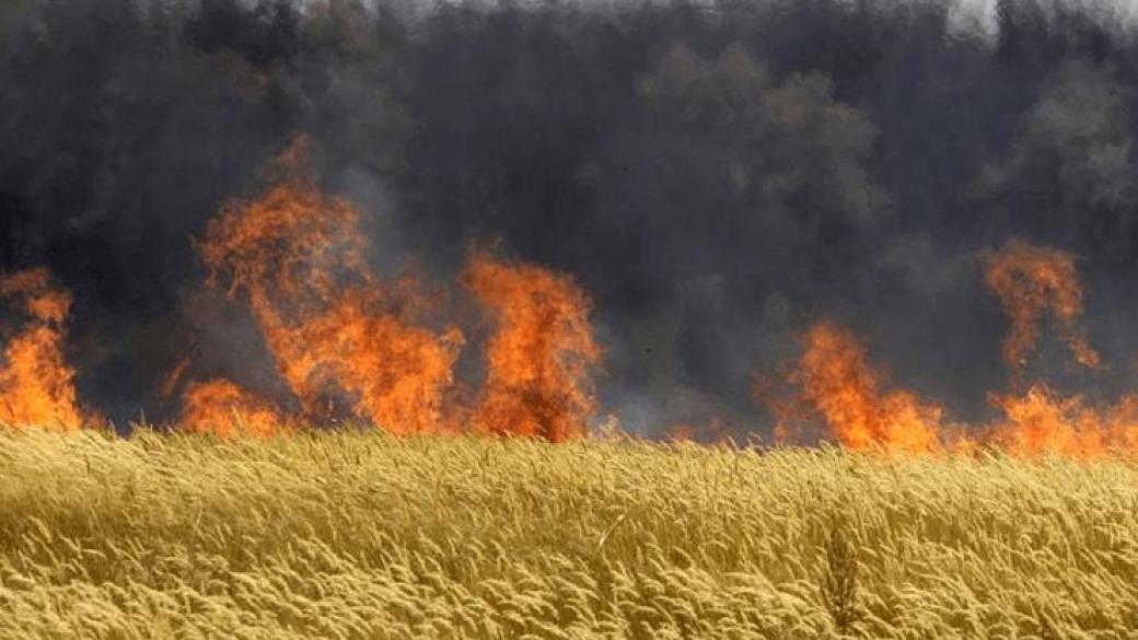 Унгария унищожи всичките си посеви с ГМО царевица