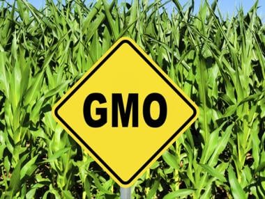 Страните членки не могат да забраняват одобрени от ЕС ГМО