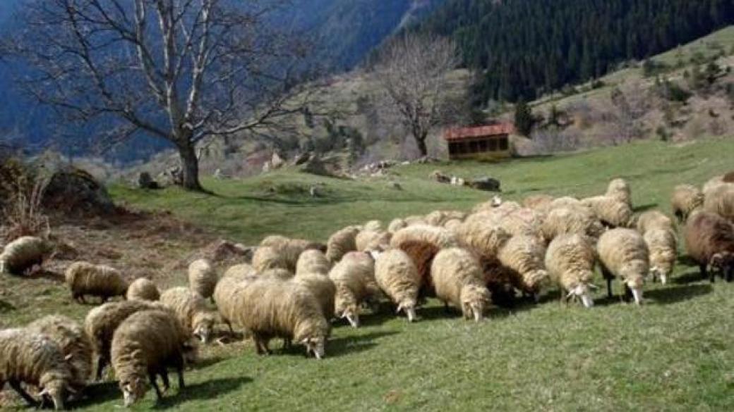 Овцевъди представят общ проект за износ на агнета в Катар