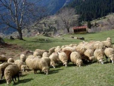 Овцевъди представят общ проект за износ на агнета в Катар