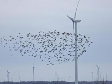 България чака присъда заради ветропарковете в Калиакра