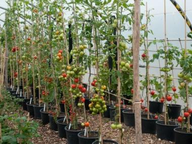 Спират част от мерките за помощи на засегнатите от руското ембарго