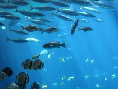 Рибните запаси на планетата изчезват