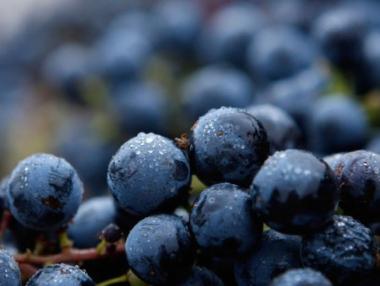 Гроздето и ябълките поевтиняват