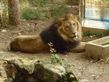 Последните циркови лъвове у нас пътуват за Африка