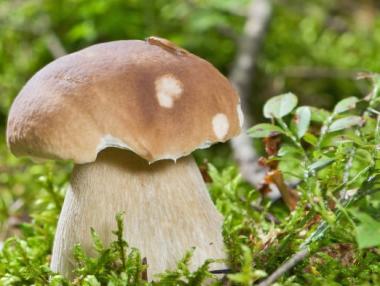 Добивите на диворастящи гъби падат с повече от 50 %