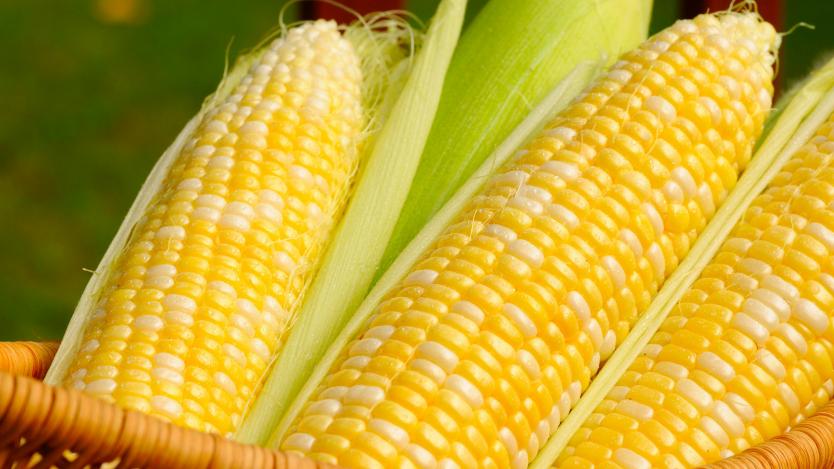 Девет европейски страни забраниха ГМО царевица