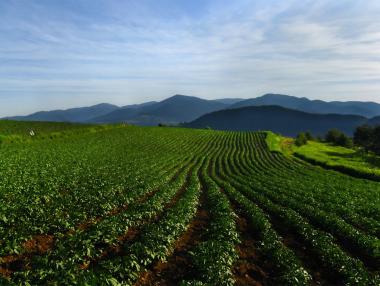 Отпускат нови 115 млн. лв. на ДФ „Земеделие“