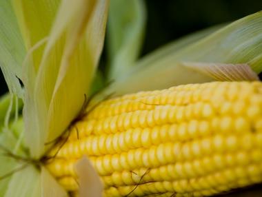 България против оглеждането на ГМО култури