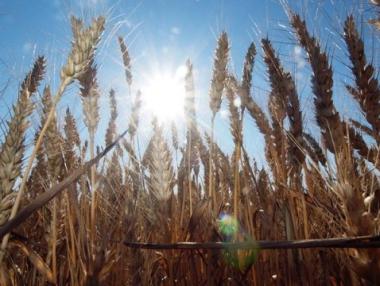 Започна кандидатстването за кредити за производство на пшеница