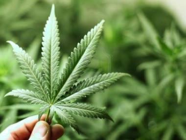 Уругвай започва продажбата на марихуана след 8 месеца