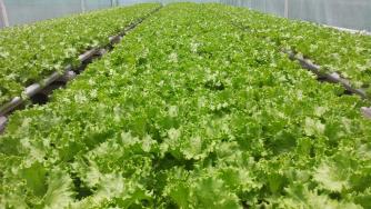 Роботи произвеждат марули в Япония