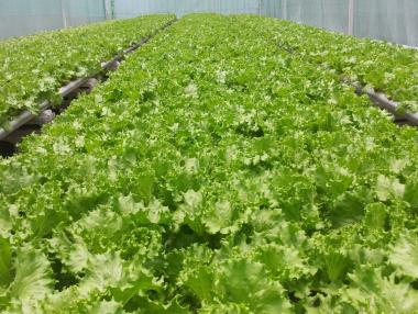 Роботи произвеждат марули в Япония