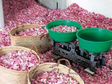 Розовото масло влиза в състава на световни билкови продукти