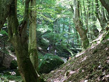 Повече от половината от вековните ни гори са заплашени от изсичане