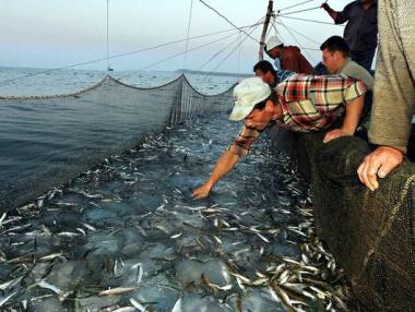 Правителството одобри Програмата за морско дело и рибарство 2014-2020 г.