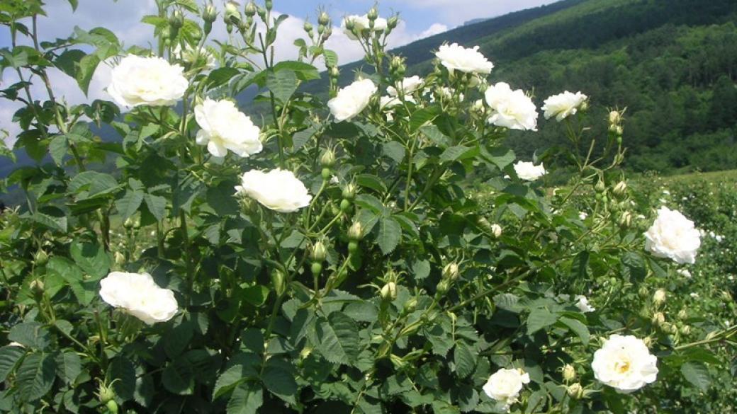 Бракуват полетата на Института по розата в Казанлък