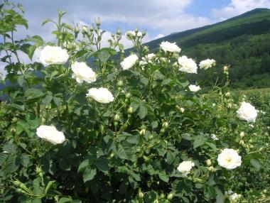 Бракуват полетата на Института по розата в Казанлък