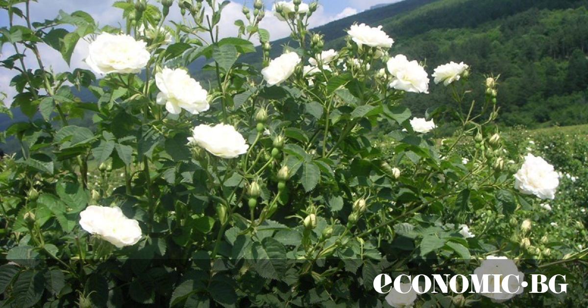 Бракуват полетата на Института по розата в Казанлък