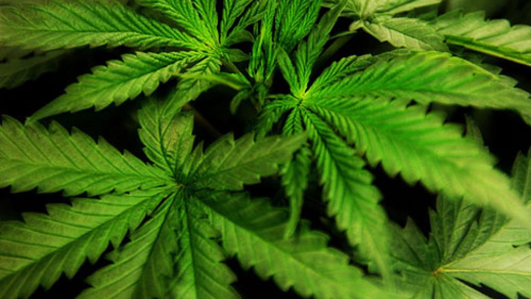 Хърватия легализира марихуаната за медицински цели