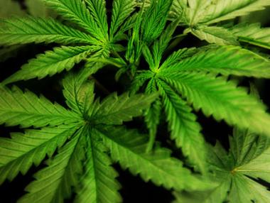 Хърватия легализира марихуаната за медицински цели