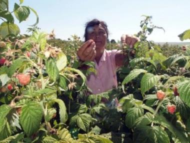 Пловдив, Търговище, Стара Загора и Сливен с най-много еднодневни трудови договори