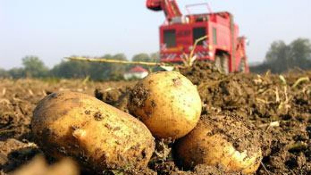 Производството на картофи у нас намалява, качеството е ниско