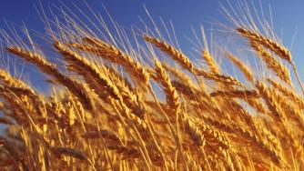 По-ниски добиви на зърно, слънчоглед и царевица