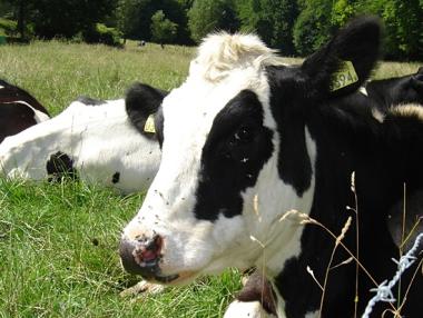 Изплатиха 76 млн. лева на животновъдите