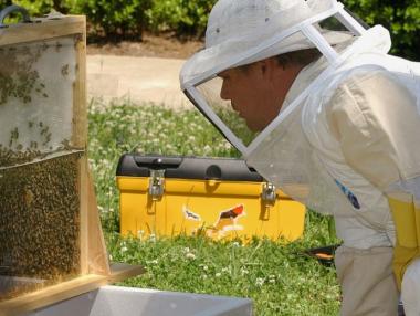 Започва приемът по Националната пчеларска програма