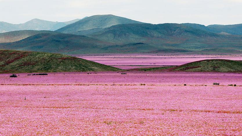 Неочакваният разцвет в пустинята Атакама