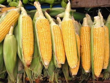 ЕП: Членките на ЕС не могат да забраняват вноса на ГМО