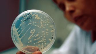 Бактерия на Витоша е по-ценна от златото