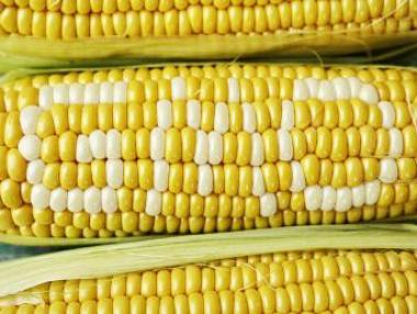 ГМ културите увеличават употребата на пестициди