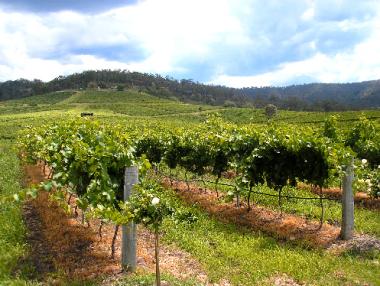 Наближава крайният срок за закупуване на права за засаждане на лозя