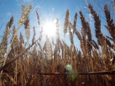 Фермери заявиха кредити за над 2.8 млн. лв. за производство на пшеница