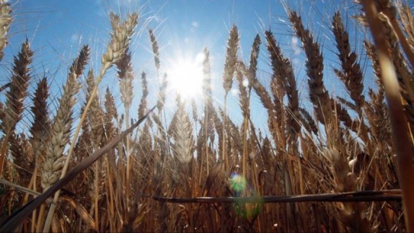 Фермери заявиха кредити за над 2.8 млн. лв. за производство на пшеница