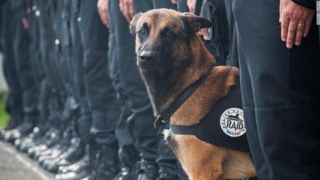Полицейското куче Дизел стана герой